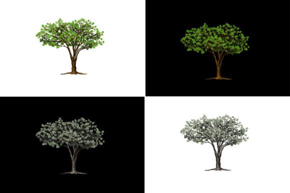 Elevating Digital Design with High-Resolution African Acacia Trees with Various Colors
